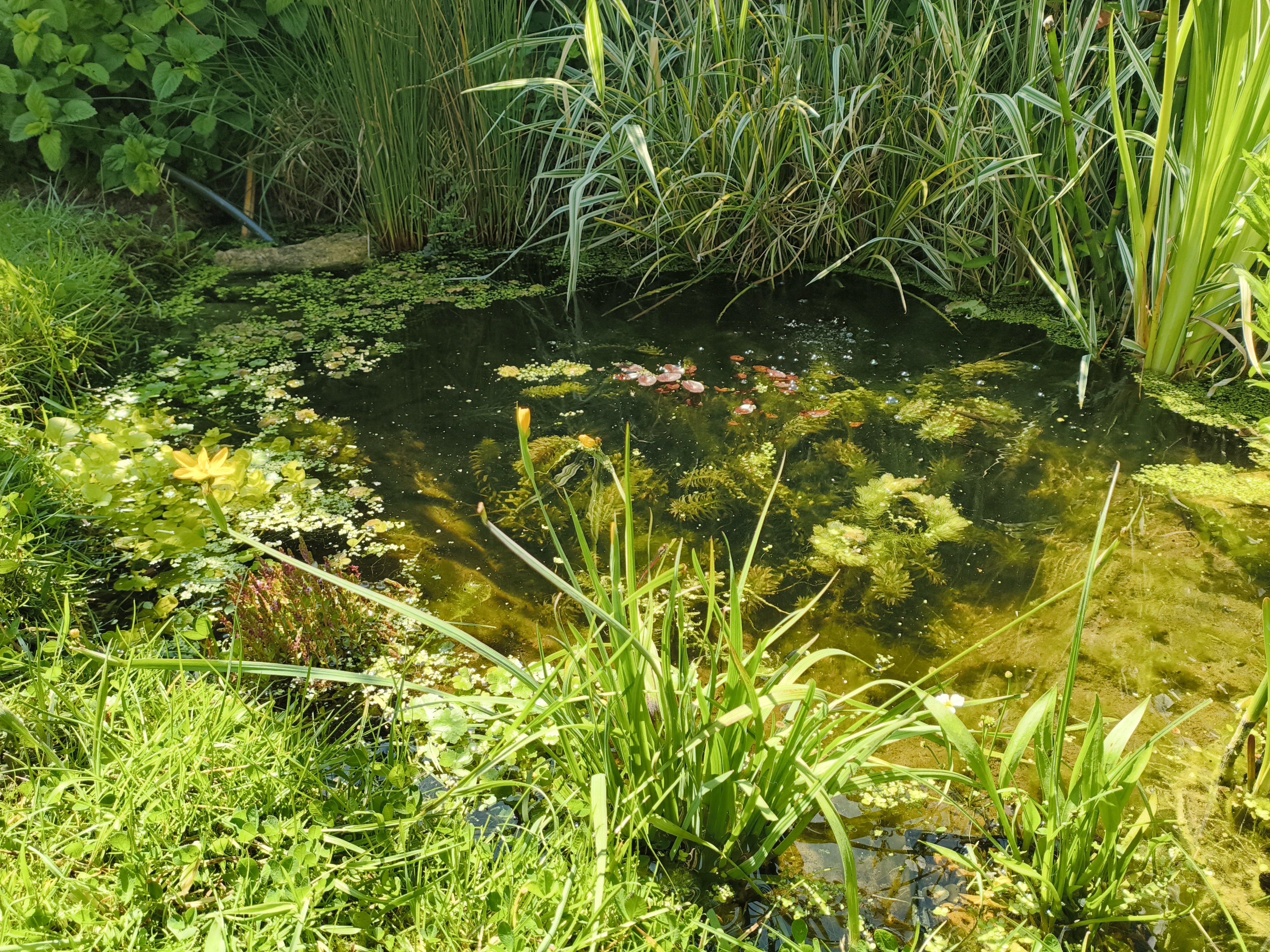 The shallow edge of the Newtopia pond
